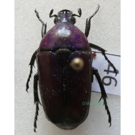 Chlorocala africana oertzeni Kolbe, 1895 ex. ovo Tanzania46